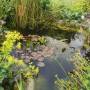 pond.jpg